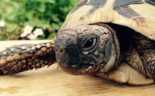 世界上最长寿的龟品种(世界十大最长寿的龟类图片)