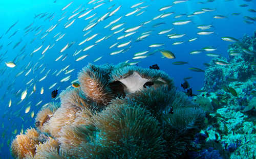 最美的珊瑚(世界上最大的珊瑚海)