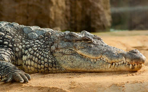 世界上最大鳄鱼有多大(世界上最大鳄鱼不是是泥螺吗)