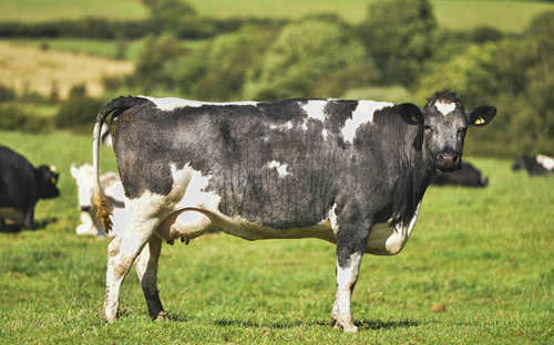世界上产奶最多的奶牛品种(世界优质奶牛品种)