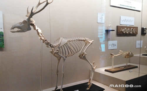 国家动物博物馆29种动物(中国十大动物博物馆)
