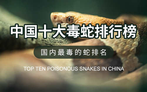 中国十大毒蛇排行榜前十名视频(中国十大毒蛇排行榜前十名)