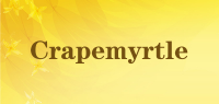 Crapemyrtle
